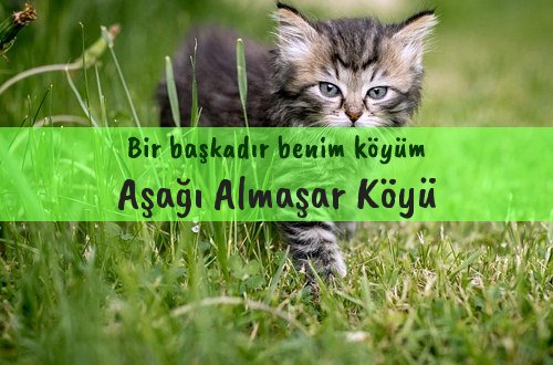 Aşağı Almaşar Köyü